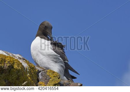 Guillemot (uria Salve) On The Cliffs Of Skomer Island Off The Coast Of Pembrokeshire In Wales, Unite