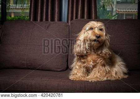 Puppy Cockapoo English Dog ( Mixed Breed With Cute American Cocker Spaniel And Poodle ) Pet Health C