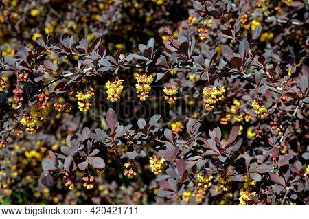 Red-leaved Shrub With Thorns Close-up Of Spring Twigs
