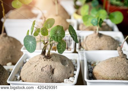 Sapling (stephania Erecta Craib) Growth In White Plastic Pot, Ornamental Pottery Plants For Minimali