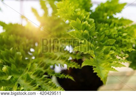 Fern Nephrolepis Sp. Hanging On Tree Shop With Nature Background. The Rows Green Long Leaf Of Macho 