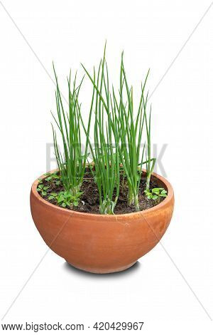Beautiful Fresh Green Shallot Or Multiply Onion ( Allumcepa Var. Aggregatum ) Growing In A Clay Pot,