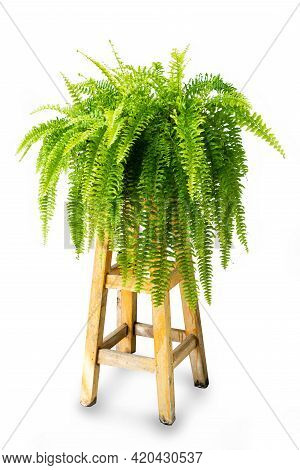Beautiful Fresh Green Common Sword Fern Or Boston Fern ( Nephrolepis Exaltata (l.) Schott Cv. Boston