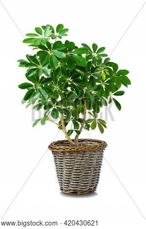 Octopus Tree Or Umbrella Plant ( Schefflera Actinophylla ), Growing Beautiful In Rattan Pot. Charmin