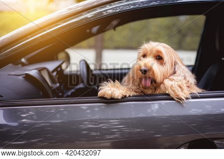 Cute Dog Sit In Car On Front Seat. Portrait Hairy Adorable Cockapoo Breeding Mixed (american Cocker 
