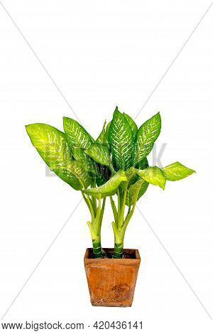 Dumb Cane Or Dieffenbachia, Path Isolated On White Background. Beautiful Fresh Chinese Evergreen ( A