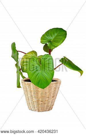 King Of Heart Or Homalomena Rubescens In Pot Isolated On White Background With Clipping Path. Beauti