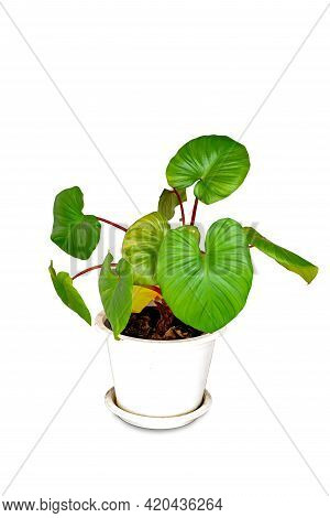 King Of Heart Or Homalomena Rubescens In Pot Isolated On White Background With Clipping Path. Beauti