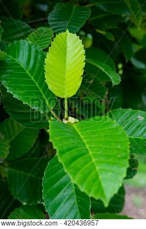 Dillenia Or Simpor ( Dillenia Suffruticosa ) On Blurred Greenery Background In Garden. Green Leaves 
