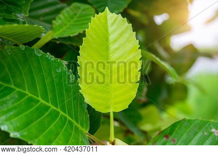 Dillenia Or Simpor ( Dillenia Suffruticosa ) On Blurred Greenery Background In Garden. Green Leaves 