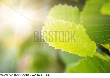 Dillenia Or Simpor ( Dillenia Suffruticosa ) On Blurred Greenery Background In Garden. Green Leaves 