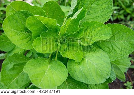 Bright Fresh Spinach Leaves With Sunlight On Field Crop, Concept Nature Background Perfect Use As Wa