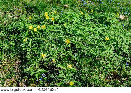 Close Up Of Delicate Yellow Flowers Of Ranunculus Repens Plant Commonly Known As The Creeping Butter
