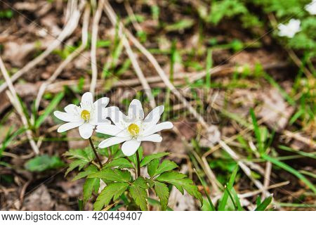Chickweed-wintergreen, Arctic Starflower, Flower Close-up At Forest, Selective Focus.