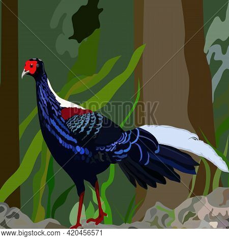Pheasant In The Grass Isolated In Background Vector Illustration