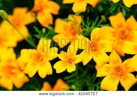Aksamitník (Tagetes Tenuifolia) na záhon