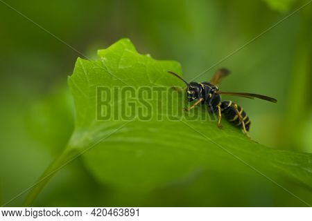 Wasp On A Green Leaf. Parts Of The Body Of A Wasp Close-up. Insect Close-up. Yellow Pattern On The B