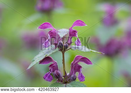 Blooming Lamium Maculatum, Roseum, Spotted Henbit, Spotted Dead-nettle, Purple Dragon. Floral Natura