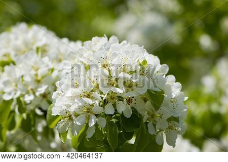 Pear Flowers. Blooming Tree In The Garden. White Delicate Flowers And Green And Young Leaves. Spring