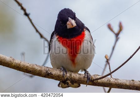 Rose-breasted Grosbeak (pheucticus Ludovicianus) Also Known As A Cut-throat, Perched On A Tree Branc