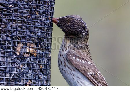 Close Up Of A Female Rose-breasted Grosbeak (pheucticus Ludovicianus) Also Known As A Cut-throat, Pe