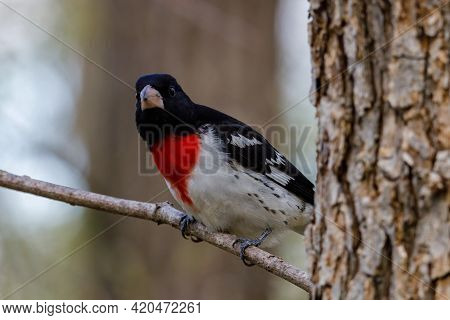 Rose-breasted Grosbeak (pheucticus Ludovicianus) Also Known As A Cut-throat, Perched On A Tree Branc