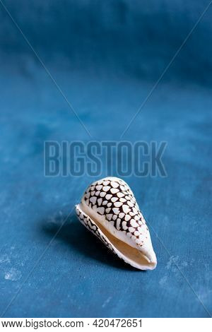 Black Cone On A Blue Background. Conus Marmoreus. Shell With White Triangle.