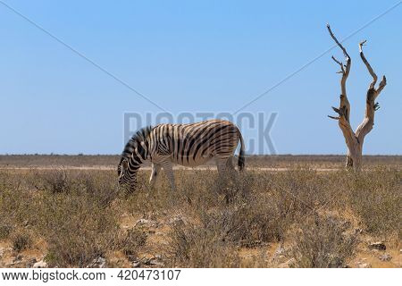 Isolated Zebra From Etosha National Park, Namibia