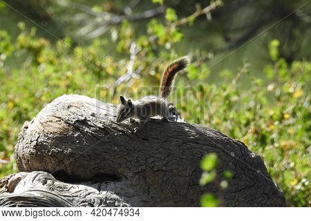 A Lodgepole Chipmunk Enjoying A Beautiful Day In The Los Padres National Forest, Ventura County, Cal