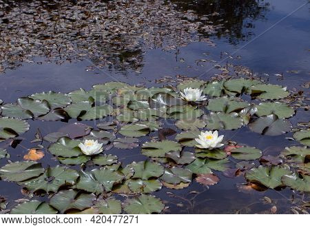 White Waterlily Flowers In The Decorative Pond. Nymphaea Alba.
