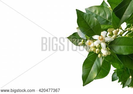 Orange Tree White Fragrant Flowers And Buds And Dark Green Foliage Isolated On White. Neroli Blossom