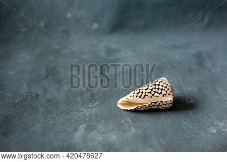 Black Cone On A Blue Background. Conus Marmoreus. Shell With White Triangle.