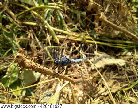 Picture Of A Blue Male Marsh Hawk Dragonfly (orthetrum Glaucum).