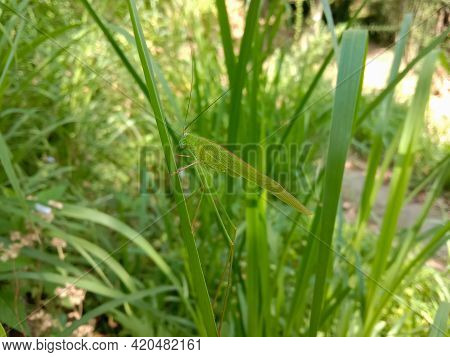 A Long Leg Green Giant Katydid Sitting On Long Grass