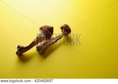 Microdosing Concept. Dry Psilocybin Mushrooms On Bright Yellow Background. Psychedelic Mushroom Clos