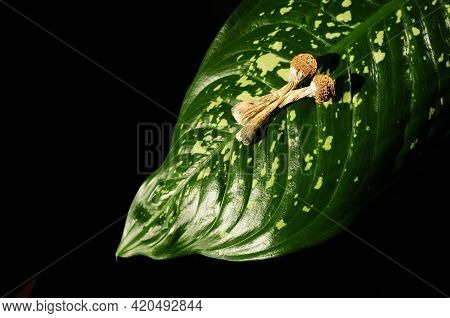 Dried Psilocybin Mushrooms On Green Leaf, Black Background. Psychedelic Magic Mushroom Golden Teache