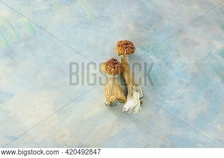 Psilocybe Cubensis Mushrooms Isolated On Grey Background. Psilocybin Psychedelic Magic Mushrooms Gol