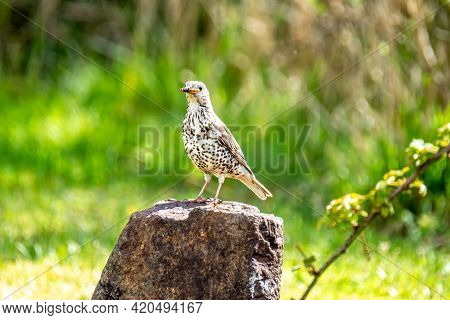 Song Thrush, Turdus Philomelos, Visiting A Garden In Ireland