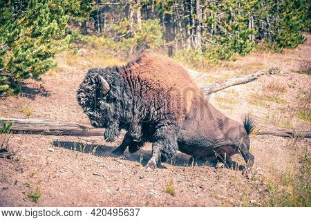 Bison At Yeallowstone National Park In Wyoming