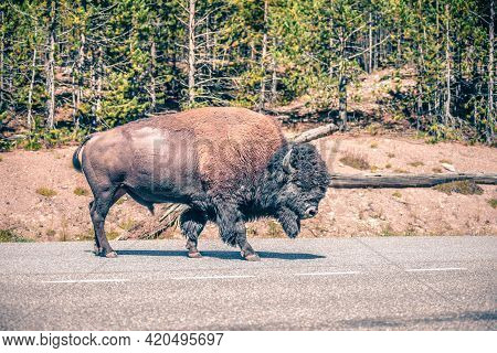 Bison At Yeallowstone National Park In Wyoming