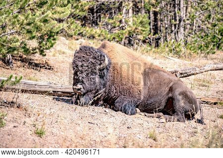 Bison At Yeallowstone National Park In Wyoming