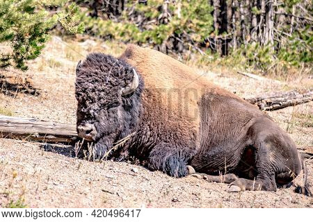 Bison At Yeallowstone National Park In Wyoming