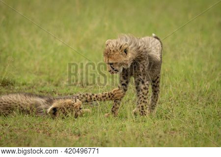 Close-up Of Cheetah Cub Lying Slapping Another