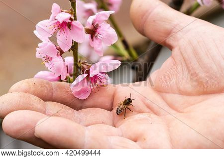 An Elderly Man Holding A Bee, Control Situation In Bee Colony.
