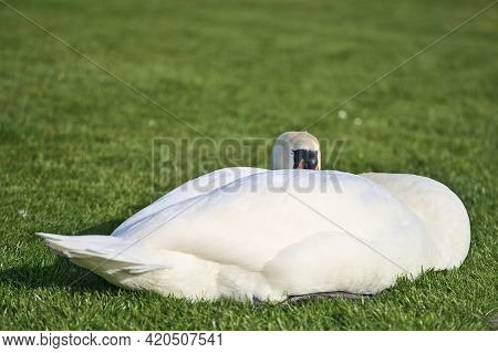 Beautiful Low Ground Closeup View Of Big White Swan (cygnus) Resting In Sunshine On The Lawn Beside 
