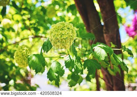 Blooming Viburnum Vulgaris Varieties Buldenezh (or Snow Ball). A Sunny Spring Day. Close-up, Macro, 