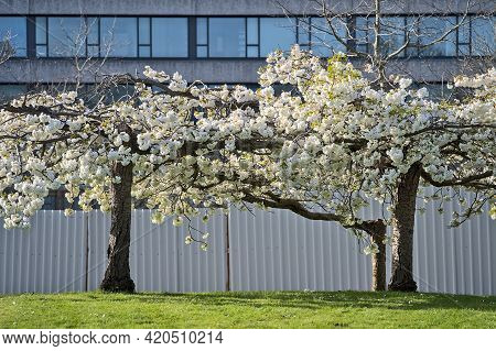 Beautiful Distant View Of Delicate Spring White Cherry (prunus Shogetsu Oku Miyako) Blossom Flowerin