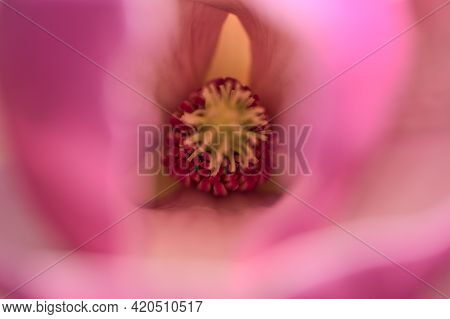 Beautiful Macro View Of Pink Chinese Saucer Magnolia (magnolia Soulangeana) Tree Blossoms Tepals And