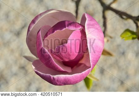 Beautiful Macro View Of Pink Chinese Saucer Magnolia (magnolia Soulangeana) Tree Blossoms Tepals And