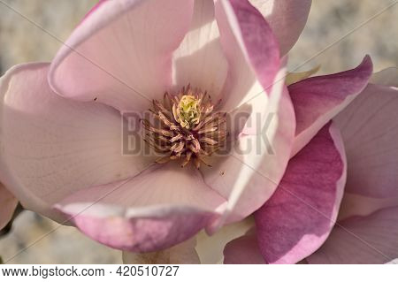 Beautiful Macro View Of Pink Chinese Saucer Magnolia (magnolia Soulangeana) Tree Blossoms Tepals And